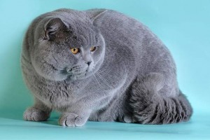 Шоколадный британец (британский кот, кошка)  